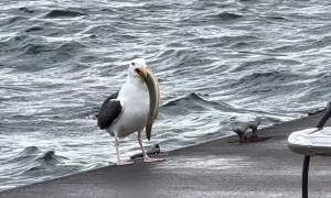 Seagull Swallows Whole Eel for Lunch