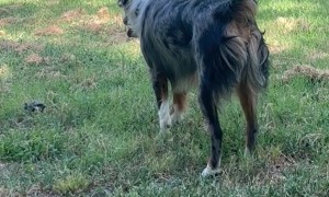 Squirrel Dog Up A Tree
