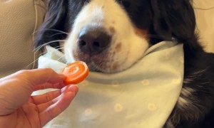 Pup Tastes a Carrot for the First Time