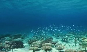 Amazing video show the mesmerizing coral forest in the ocean 