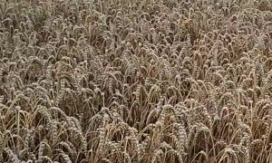 Dog Prances Through The Fields