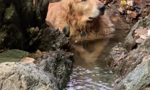 Golden Retriever Vibes In Stream