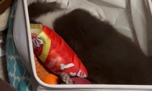 Puppy Life Is Exhausting