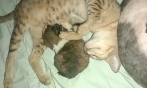Mama Cat Cuddles With Orphaned Pup
