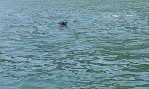 Bear Goes For A Dip In The Lake