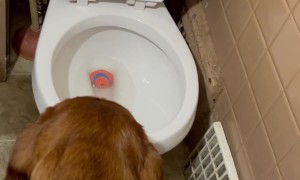 Bloodhound Drops Ball In Toilet