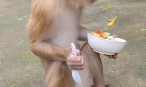 Monkey Chows Down On Some Fruit Salad