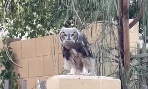 Owl Neighborhood Watch