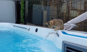Bengal Cat Splashes In Water Feature
