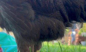 Pregnancy Announcement Blocked By Chicken