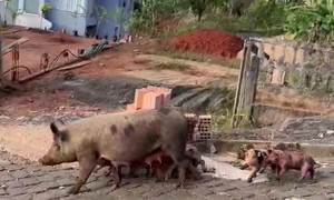 Piglet Litter Trots Alongside Sow