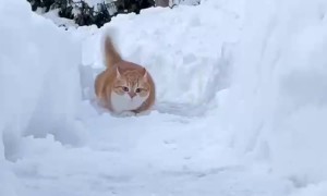 Cat Dashing Through The Snow