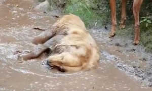 Golden Retriever Turns Mud Puddle Brown