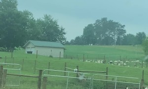 Two Slow Sheep Block Traffic