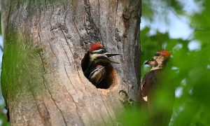 Woodpecker Feeds Its Chicks