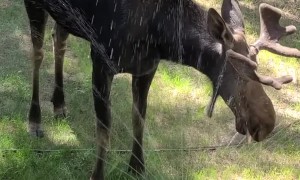 Sprinkler Moose