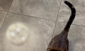 Bengal Cat Trained To Do Classic Dog Tricks