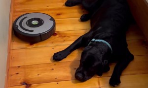 Dog Doesn't Budge For Vacuum