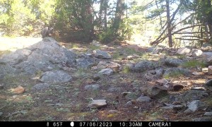 Black Bear Mom Teaches Her Cub To Search for Food Under Rocks