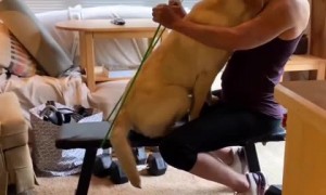 Sweet dog's adorable hug steals owner's exercise session