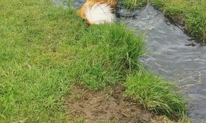 Dog Plays In The Puddles