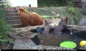 Bear Family Cools Off in Backyard Pond