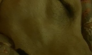 Breathe In, Bark Out