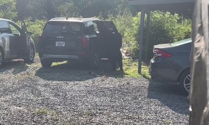 Bear Explores Vacationers' Cars