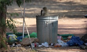 Dumpster Diving Monkeys