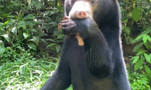 Sun Bear Standing on Hind Legs