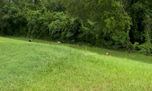 Aggressive Pack of Dogs Take Down Baby Deer