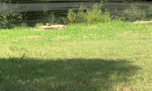 Woman Helps Ducklings Out of Swimming Pool