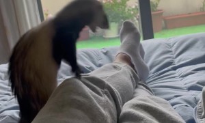 Playful Ferret Falls off the Bed