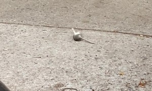 This Mouse Knows When Its Time to Roll Out