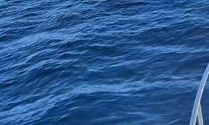 Spotting Manta Rays From a Boat