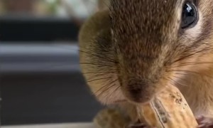 Chipmunk Politely Eats His Lunch