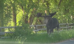 Bull Moose Walks Past Family in Vehicle