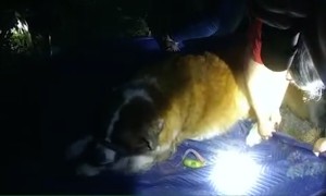 Dedicated deputies incredibly rescue dog