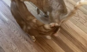 Cat Friends Calvin and Todd Say Hello