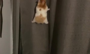 Hamster Attempts a Daring Climb Up a Curtain