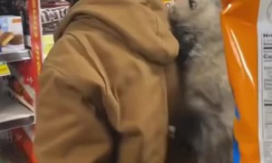 Man Takes His Opossum Into Store