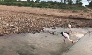 Convergence of Ancient Predators and Graceful Storks
