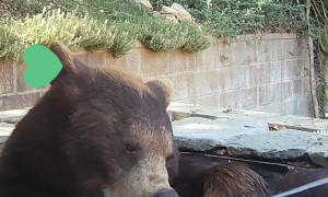 Princess Takes A Trip To The Bear Spa