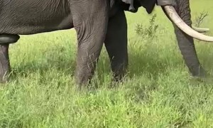 Majestic African Bush Elephant Grazes Peacefully