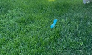 Blind Corgi Plays Fetch