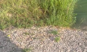 A Sad Fishing Fumble