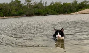 Cat Goes For a Swim