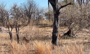 Leopard Takes Down Its Prey