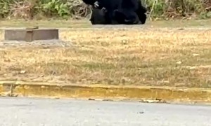 Young Black Bears Playfully Wrestle