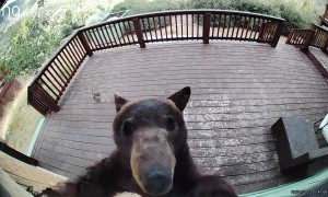 Troublemaking Bear Paws At New Security Camera